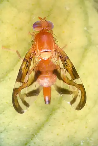The fruit fly Anastrepha suspensa, a serious pest in the New World