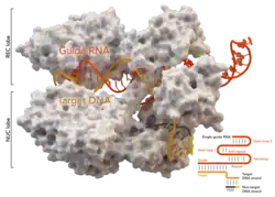 Cas9 Structure