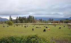 About 50 cattle are grazing in a green field under a cloudy sky. Buildings and trees are visible in the middle distance, and beyond them, hills or mountains.
