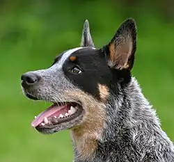 Blue Cattle dog with a black spot over its eye