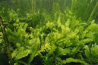 Killer algae are single-celled organisms, but look like ferns and grow stalks up to 80 cm long.[384]