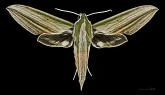 Female Cechenena lineosa