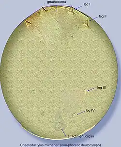 Chaetodactylus micheneri non-phoretic (immobile) deutonymph.