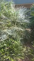 Chamaerops humilis silver form in Largo, Florida