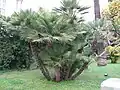 Group of European fan palms in Menton, Alpes-Maritimes, France