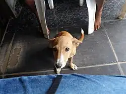A small brown and white short haired dog, looking upwards at the camera