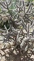 Cholla cactus at the El Paso Museum of Archaeology.