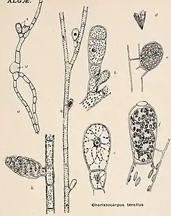 Illustration of "Choristocarpus tenellus"