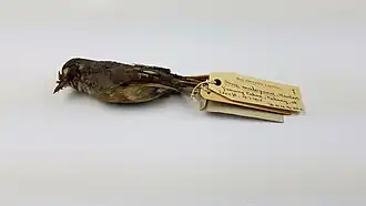 Bar-throated minla collected during the Federated Malay States Museums expedition to Gunung Tahan.