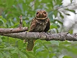 Perched on a branch