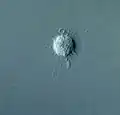 Ciliophrys infusionum, living flagellate