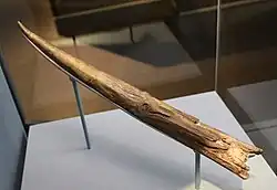 The Clacton Spear may be an ancient example of fire hardening.