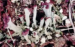 Cladonia subcariosa