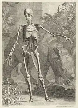 Wandelaar's iconic illustration From Albinus' Tabulae sceleti et musculorum corporis humani (London, 1749) which included the then popular rhinoceros Clara.