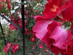 Close-up of some flowers.