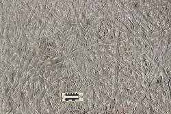 Densely packed, subaerial or nearshore trackways (Climactichnites wilsoni) made by a putative, slug-like mollusk on a Cambrian tidal flat