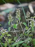 Clinopodium gracile