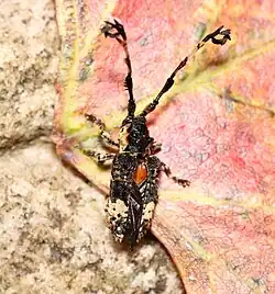 Cloniocerus kraussii