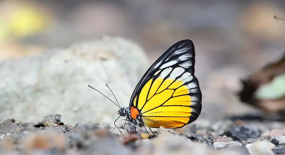 Ventral view