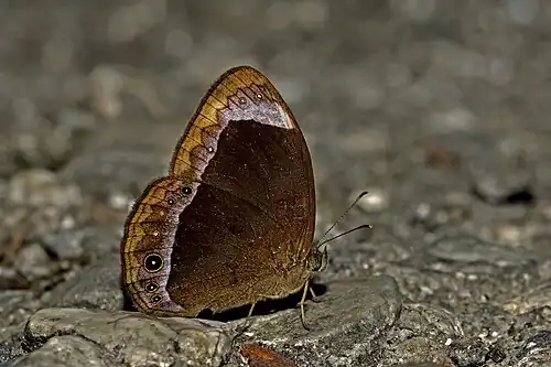 Ventral view