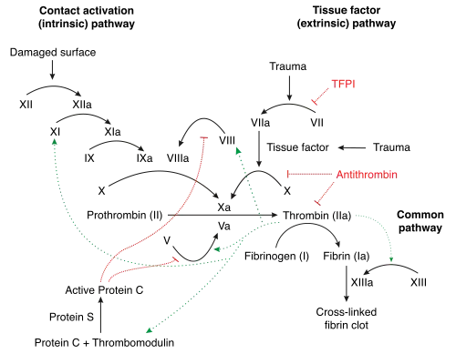 Schematic diagram of the blood coagulation and protein C pathways. In the blood coagulation pathway, thrombin acts to convert factor XI to XIa, VIII to VIIIa V to Va, fibrinogen to fibrin. In addition, thrombin promotes platelet activation and aggregation via activation of protease-activated receptors on the cell membrane of the platelet. Thrombin also cross over into the protein C pathway by converting protein C into APC. APC in turn converts factor V into Vi, and VIIIa into VIIIi. Finally APC activates PAR-1 and EPCR.