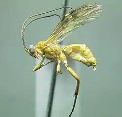 photo of a pinned Coccygidium specimen