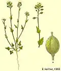 Cochlearia danica illustrated by E. Hallier 1883 .