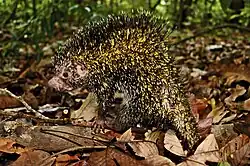 Black and yellow porcupine