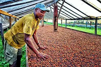 Cacao production in São Tomé