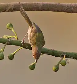 Foraging for insects in Kolkata, West Bengal, India