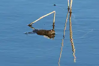 Swimming, Otmoor, Oxfordshire