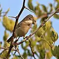 whitethroat