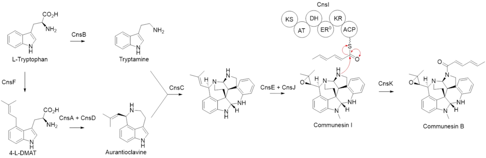 Biosynthesis of communesin B. Reproduction of Figure 18 from Wei X, Wang W, Matsuda Y (2002). [4]