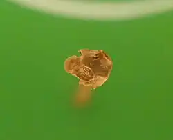 Coniophis sp. snake vertebra