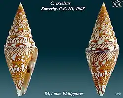 Conus excelsus Sowerby, G.B. III, 1908
