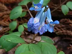 Corydalis ambigua