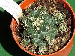 Coryphantha pycnacantha