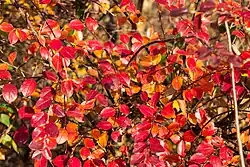 Autumn foliage