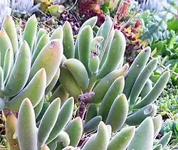 C. tomentosa subsp. ladismithiensis