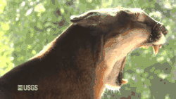A cougar yawning