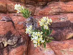 Cremnothamnus thomsonii. Species of flowering plant, blossoming in front of red stones