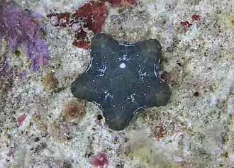 Juveniles are flat and pentagonal