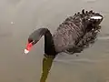 Black swan in the Eco-Lake