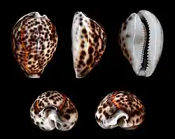 Cypraea tigris (Cypraeidae)