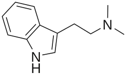 N,N-Dimethyltryptamine (DMT) a powerful psychedelic compound which is present in several plant species found across the globe, commonly found in Mimosa and Acacia species but has also been discovered in grasses such as Philaris Aquatica.