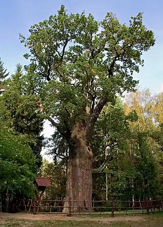 Chrobry Oak