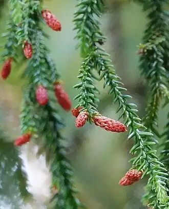 An image of D. cupressinum's slender leaves and its strobili (also known as cones), which are solitary or paired, terminal, and typically a red or deep-orange in colour.
