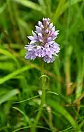 Spotted orchid, Xonrupt.