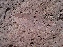Iron-cemented leaf imprint (Ellis County, Kansas); evidence of boggy sand near deciduous trees