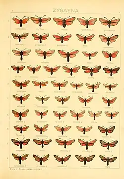 In Die Gross-Schmetterlinge der Erde (The Macrolepidoptera of the World)